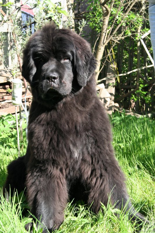 Фото: ньюфаундленд Chernaya Mafia Shengen Visa (Черная Мафия Шенген Виза)