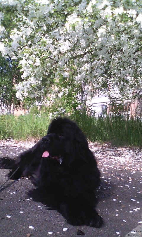 Фото: ньюфаундленд Blyek Diamond Agidel' ot Potapa Uvertyura (Блэк Диамонд Агидель от Потапа Увертюра)