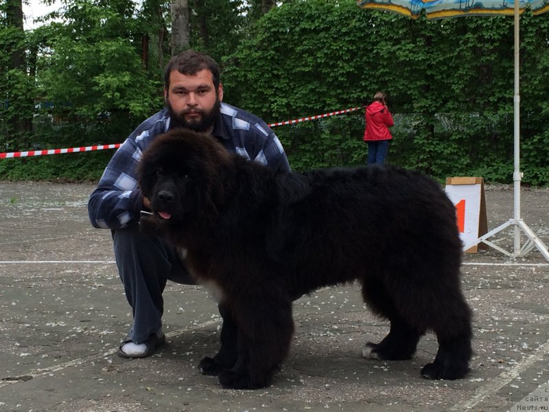 Фото: ньюфаундленд Sent Djons Nashenal Prayd (Сент Джонс Нашенал Прайд)