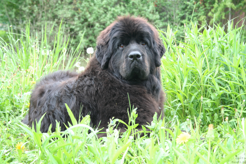 Фото: ньюфаундленд Chernaya Mafia Shengen Visa (Черная Мафия Шенген Виза)