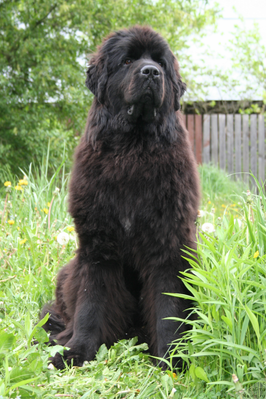 Фотография № 183149