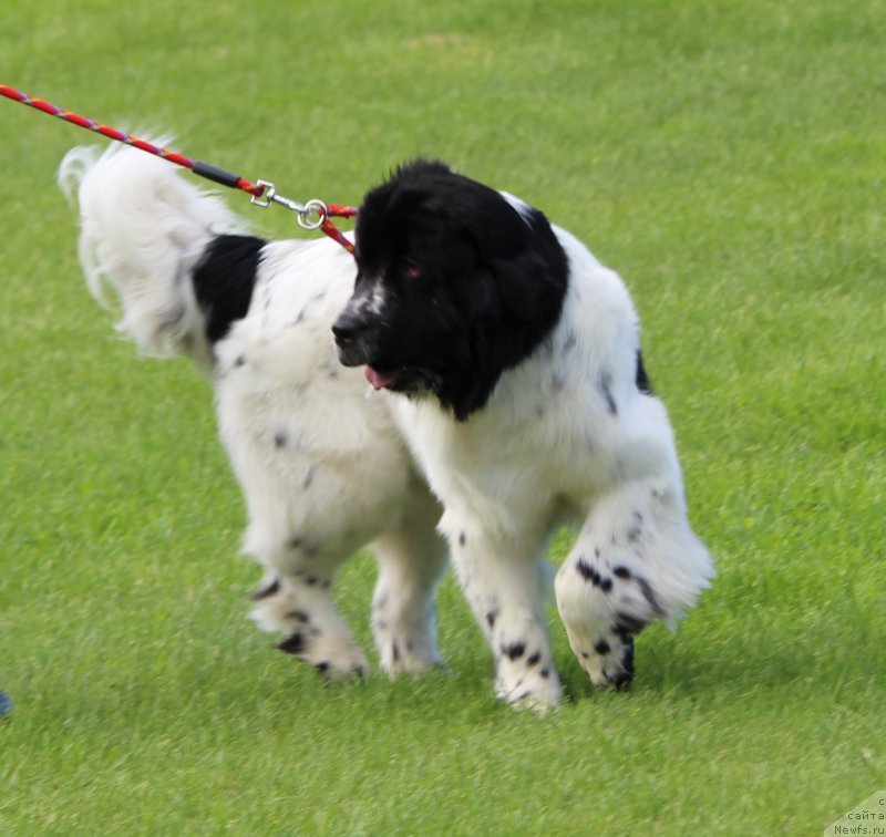 Фотография № 183156