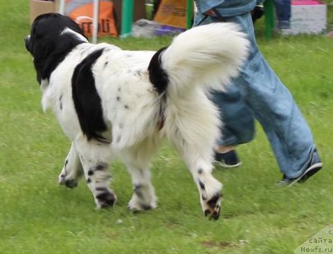 Фото: ньюфаундленд Sent Djons Isida (Сент Джонс Исида)