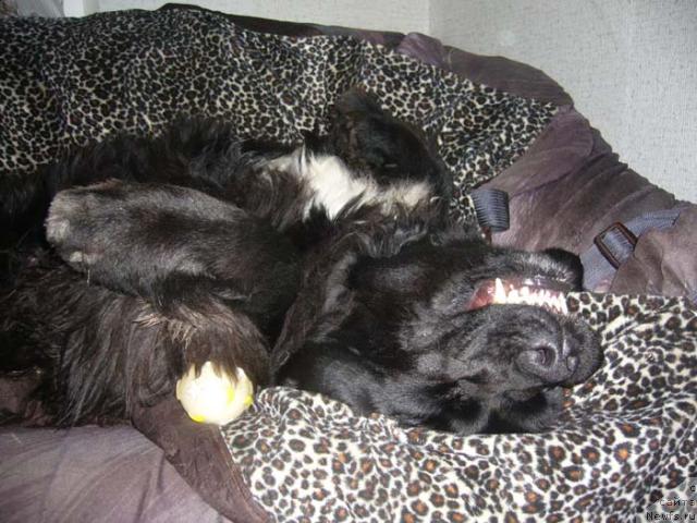 Фото: ньюфаундленд Super Bizon Antaliya (Супер Бизон Анталия)