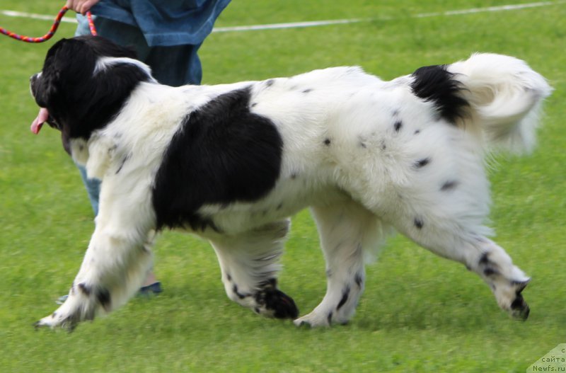 Фото: ньюфаундленд Sent Djons Isida (Сент Джонс Исида)
