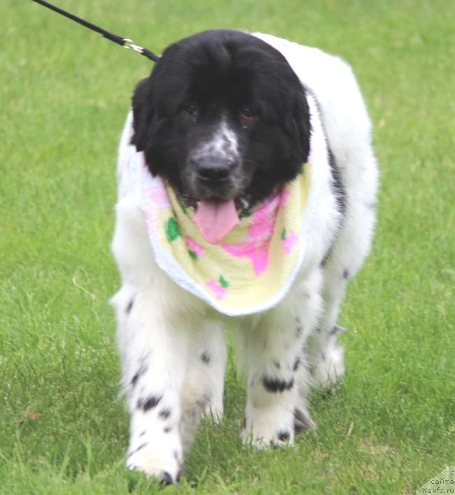 Фото: ньюфаундленд Sent Djons Isida (Сент Джонс Исида)