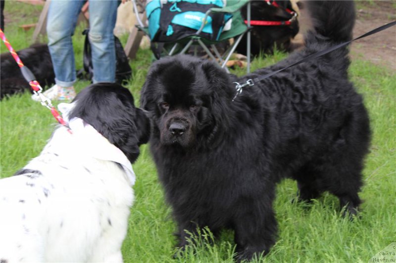 Фото: ньюфаундленд Sent Djons Isida (Сент Джонс Исида), Старбимовлав Умка