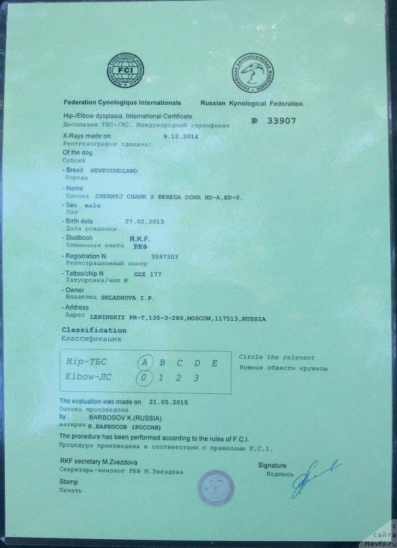 Фото: ньюфаундленд Chernyj Chank s Berega Dona (Черный Чанк с Берега Дона)