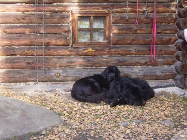 Фото: ньюфаундленд Super Bizon Antaliya (Супер Бизон Анталия), ньюфаундленд Fiamettahauz Behemoth at Ovatsia (Фиаметтахауз Бегемот эт Овация)