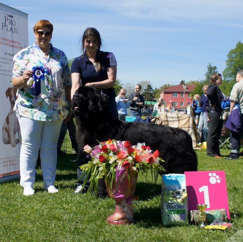 Фото: ньюфаундленд Smigar Liverpulsiy Chetvertak (Смигар Ливерпульский Четвертак)
