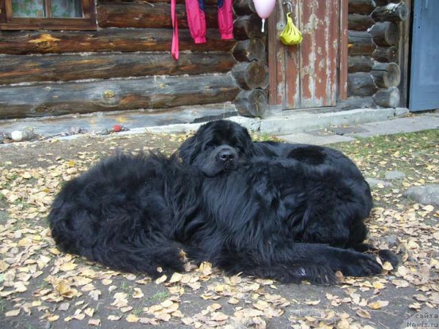 Фото: ньюфаундленд Super Bizon Antaliya (Супер Бизон Анталия), ньюфаундленд Fiamettahauz Behemoth at Ovatsia (Фиаметтахауз Бегемот эт Овация)
