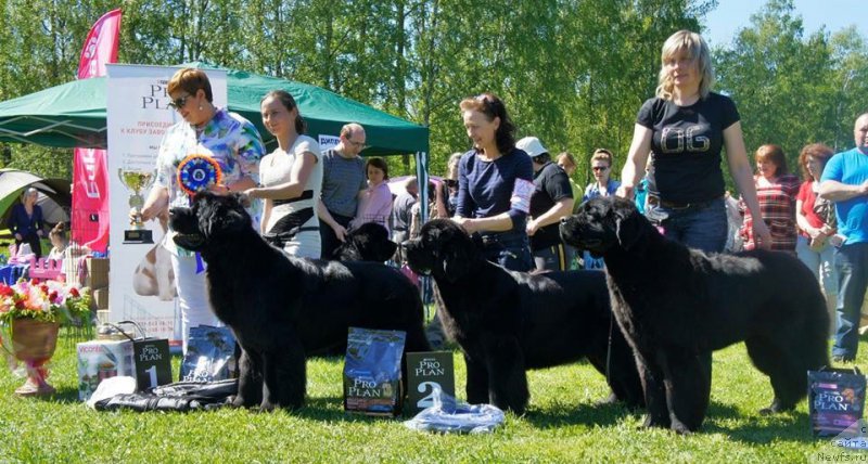 Фото: ньюфаундленд Beguschaya po Volnam Shaman (Бегущая по Волнам Шаман), ньюфаундленд Beguschaya po Volnam Harizma (Бегущая по Волнам Харизма), ньюфаундленд Jonathan Poursmigar iz Volotova