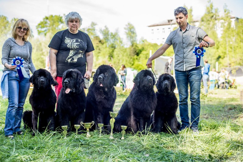 Фото: ньюфаундленд Smigar Legenda Vesny (Смигар Легенда Весны), ньюфаундленд Jonathan Poursmigar iz Volotova, ньюфаундленд Smigar Liverpulsiy Chetvertak (Смигар Ливерпульский Четвертак), ньюфаундленд Smigar Time Line (Смигар Тайм Лайн), ньюфаундленд Love Inside Your Soul Moon Bear (Love Inside Your Soul Moon Bear)