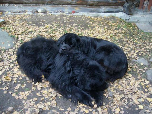 Фото: ньюфаундленд Super Bizon Antaliya (Супер Бизон Анталия), ньюфаундленд Fiamettahauz Behemoth at Ovatsia (Фиаметтахауз Бегемот эт Овация)