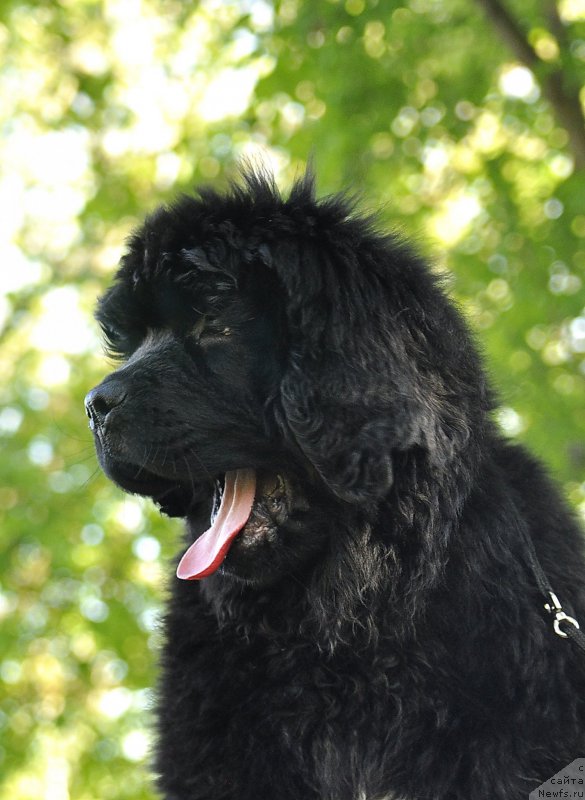 Фотография № 183190