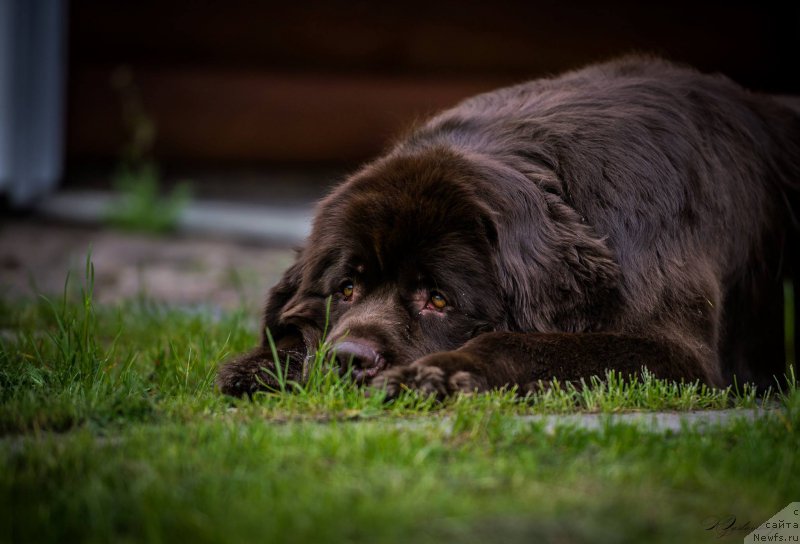 Фото: ньюфаундленд Aquatoriya Kelvin Heather Honey (Акватория Келвин Хизер Хани)