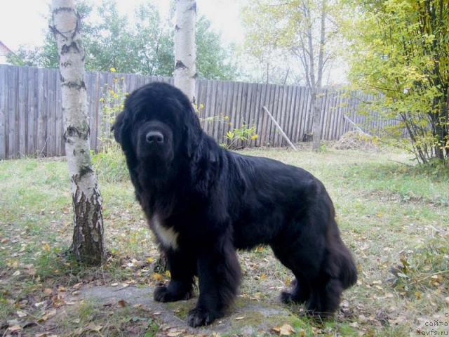 Фото: ньюфаундленд Super Bizon Antaliya (Супер Бизон Анталия)