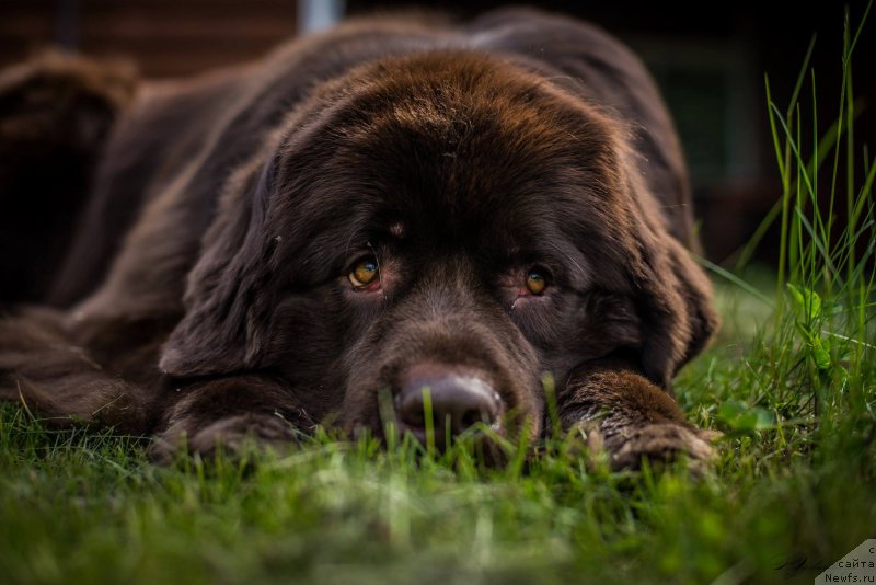 Фото: ньюфаундленд Aquatoriya Kelvin Heather Honey (Акватория Келвин Хизер Хани)