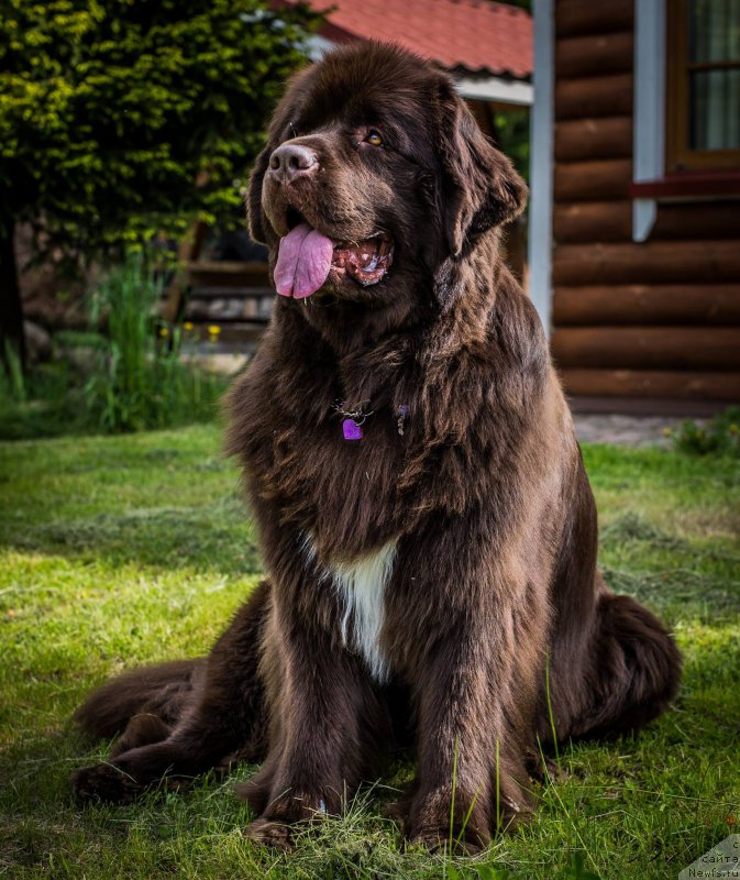 Фото: ньюфаундленд Aquatoriya Kelvin Heather Honey (Акватория Келвин Хизер Хани)