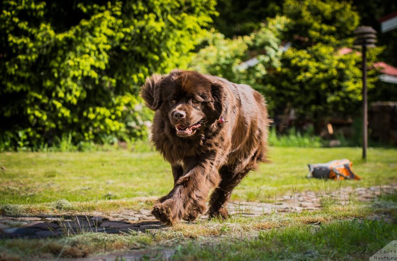 Фото: ньюфаундленд Aquatoriya Kelvin Heather Honey (Акватория Келвин Хизер Хани)