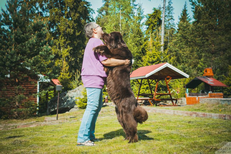 Фото: ньюфаундленд Aquatoriya Kelvin Heather Honey (Акватория Келвин Хизер Хани), Ekaterina Benken (Екатерина Бенкен)