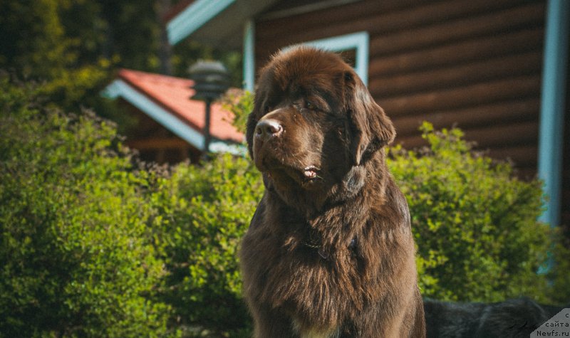 Фото: ньюфаундленд Aquatoriya Kelvin Heather Honey (Акватория Келвин Хизер Хани)