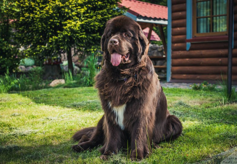 Фото: ньюфаундленд Aquatoriya Kelvin Heather Honey (Акватория Келвин Хизер Хани)