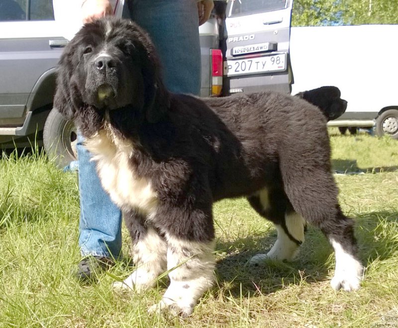 Фото: Акватория Келвин Домино