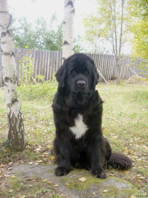 Фото: ньюфаундленд Super Bizon Antaliya (Супер Бизон Анталия)