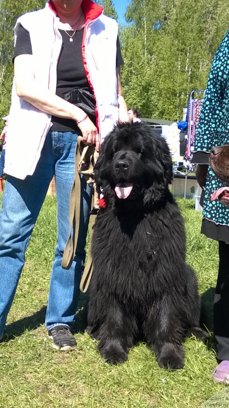 Фото: ньюфаундленд Funnewf Uletnaya Devchenka (Фанньюф Улетная Девчонка)