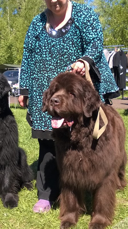 Фото: ньюфаундленд Funnewf Gospozha Udacha (Фанньюф Госпожа Удача)