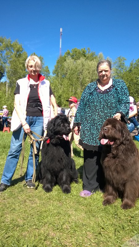 Фото: ньюфаундленд Funnewf Uletnaya Devchenka (Фанньюф Улетная Девчонка), ньюфаундленд Funnewf Gospozha Udacha (Фанньюф Госпожа Удача), Ol'ga Braslavskaya (Ольга Браславская), Natal'ya Malinina (Наталья Малинина)