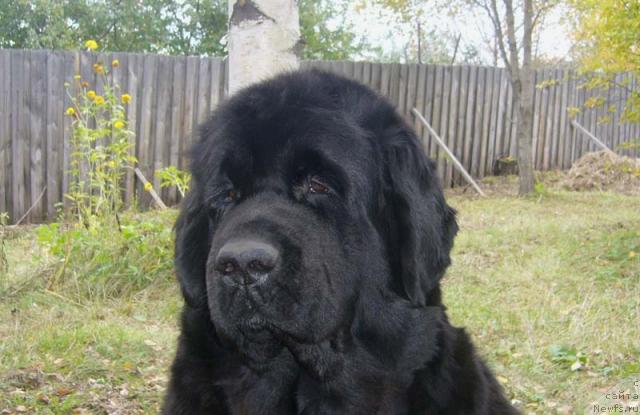 Фото: ньюфаундленд Super Bizon Antaliya (Супер Бизон Анталия)