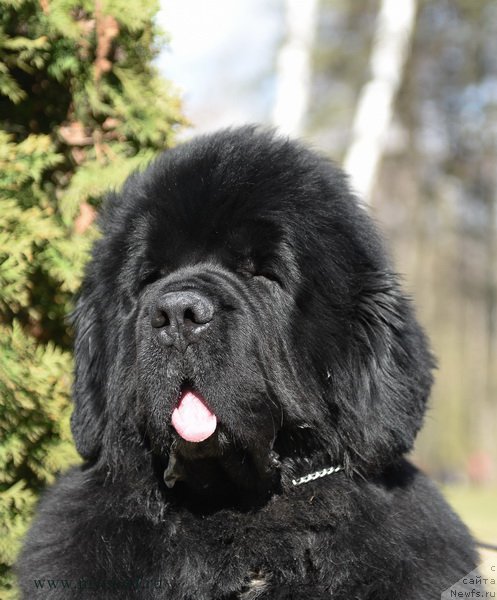 Фото: ньюфаундленд Sent Djons Forrest Gump (Сент Джонс Форрест Гамп)