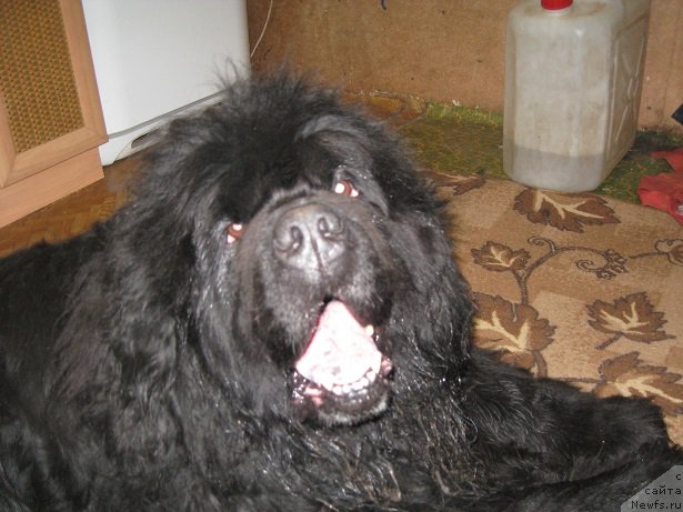 Фотография № 183255