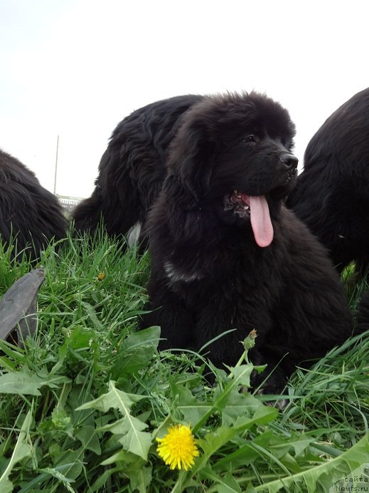 Фото: ньюфаундленд Kiper Soul Smayli dlya N'yufort (Кипер Соул Смайли для Ньюфорт)