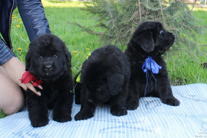 Фото: ньюфаундленд Azartnyiy Igrok (Азартный Игрок), ньюфаундленд Al'ter YEgo (Альтер Эго), ньюфаундленд Art Deko Osobyiy SHik (Арт Деко Особый Шик)