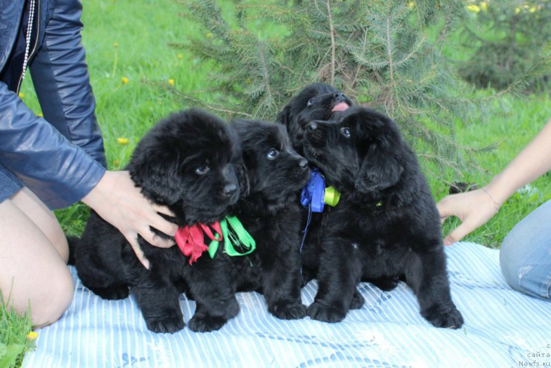 Фото: ньюфаундленд Azartnyiy Igrok (Азартный Игрок), ньюфаундленд Aristokraticheskaya SHtuchka (Аристократическая Штучка), ньюфаундленд Art Deko Osobyiy SHik (Арт Деко Особый Шик), ньюфаундленд Al'ter YEgo (Альтер Эго)