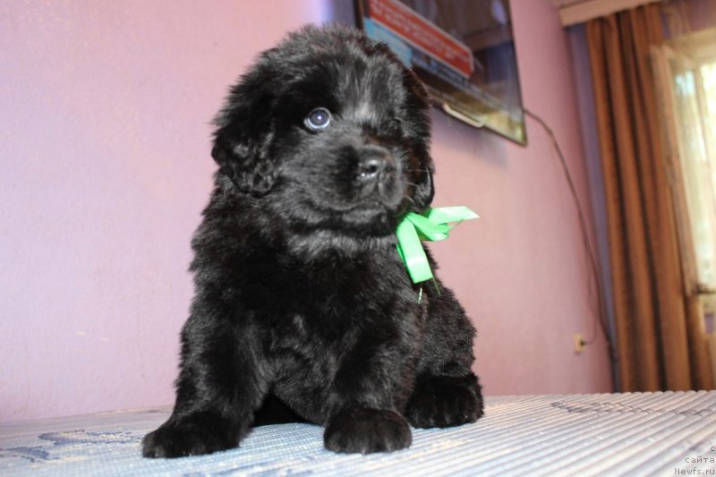 Фото: ньюфаундленд Aristokraticheskaya SHtuchka (Аристократическая Штучка)