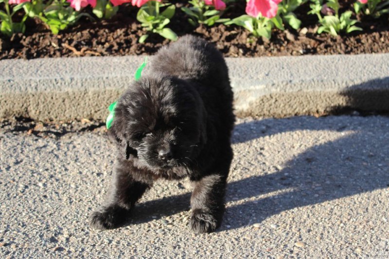 Фото: ньюфаундленд Aristokraticheskaya SHtuchka (Аристократическая Штучка)