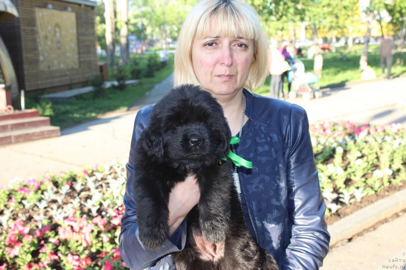 Фото: ньюфаундленд Aristokraticheskaya SHtuchka (Аристократическая Штучка)