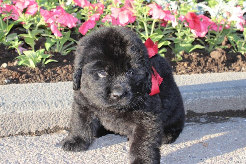 Фото: ньюфаундленд Azartnyiy Igrok (Азартный Игрок)