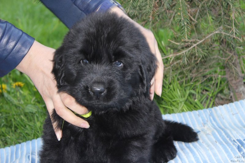 Фото: ньюфаундленд Al'ter YEgo (Альтер Эго)