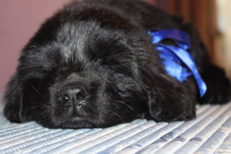 Фото: ньюфаундленд Art Deko Osobyiy SHik (Арт Деко Особый Шик)