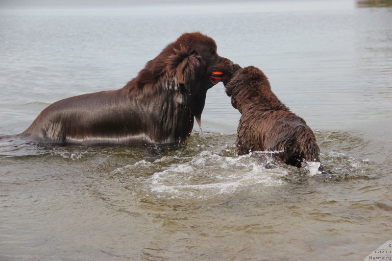 Фото: ньюфаундленд Obush SHed YAntarnyiy Poceluy (Обуш Шед Янтарный Поцелуй), ньюфаундленд N'yufort Vashe Velichestvo Brabus (Ньюфорт Ваше Величество Брабус)