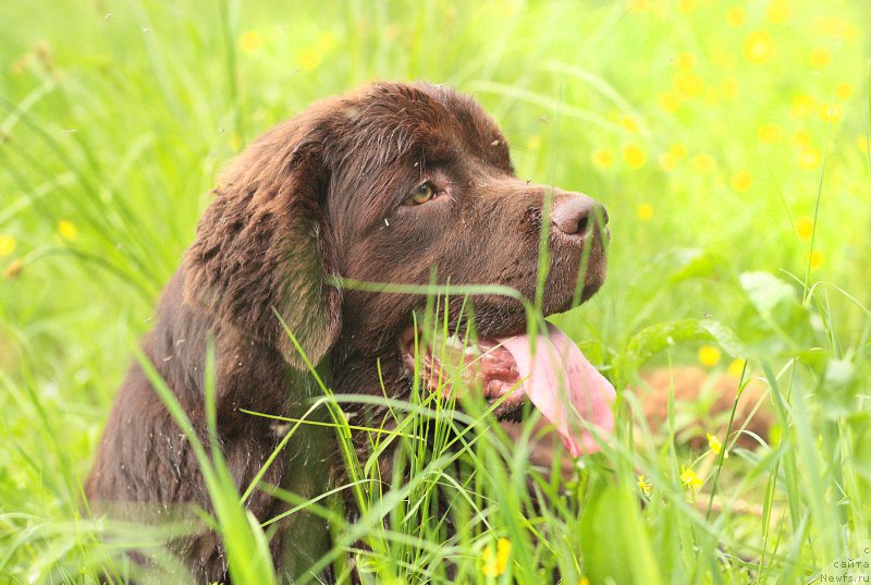 Фото: ньюфаундленд Naomi Tagoliri for Brouwnblood (Наоми Таголири фор Браунблад)