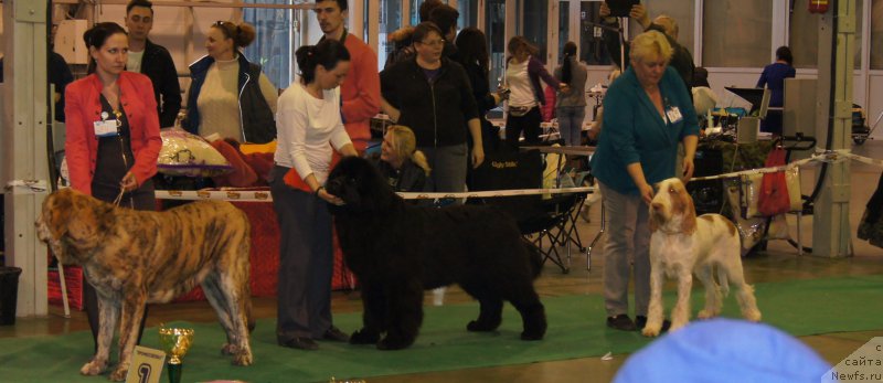 Фото: ньюфаундленд Aquatoriya Kelvin Yuventus (Акватория Келвин Ювентус)