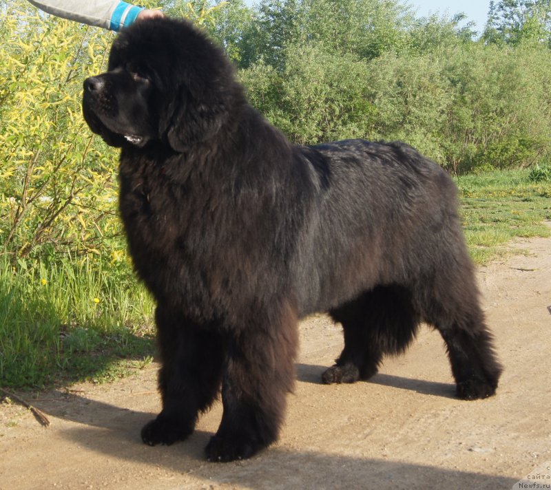 Фото: ньюфаундленд Aquatoriya Kelvin Yuventus (Акватория Келвин Ювентус)