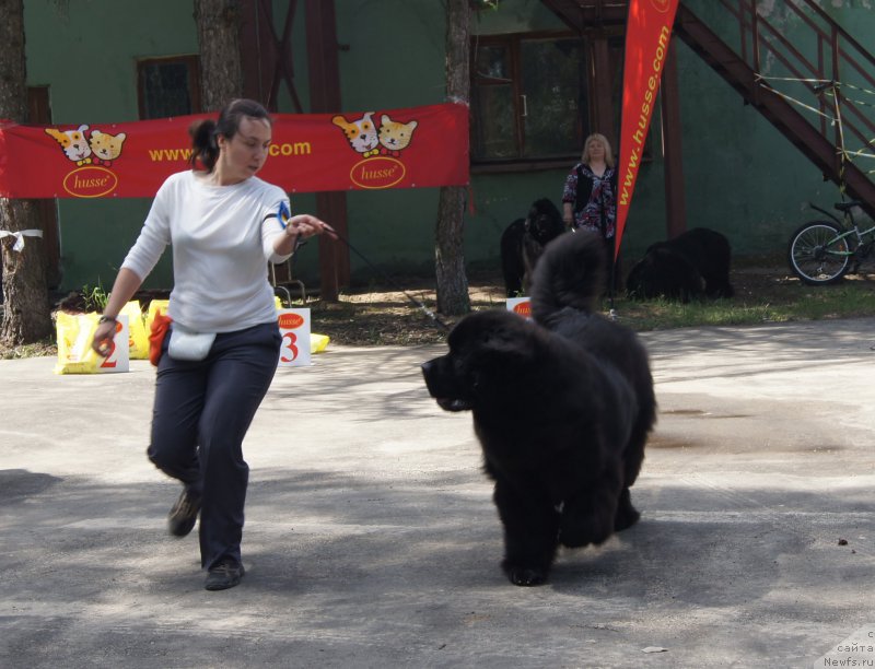 Фото: ньюфаундленд Aquatoriya Kelvin Yuventus (Акватория Келвин Ювентус), Aleksandra Fetisova (Александра Фетисова)