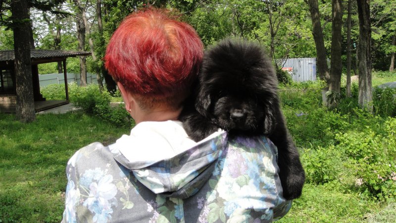 Фото: ньюфаундленд Prayd ot Laskovogo Del'fina (Прайд от Ласкового Дельфина)